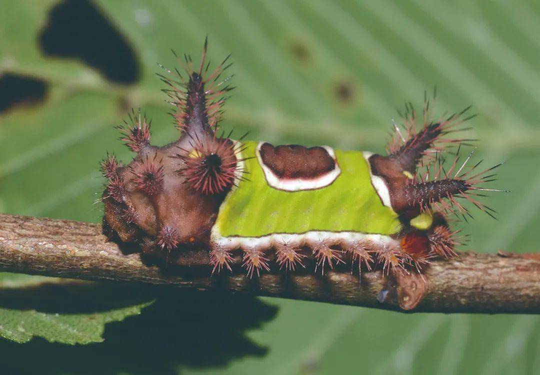 毛毛虫也可以萌萌哒