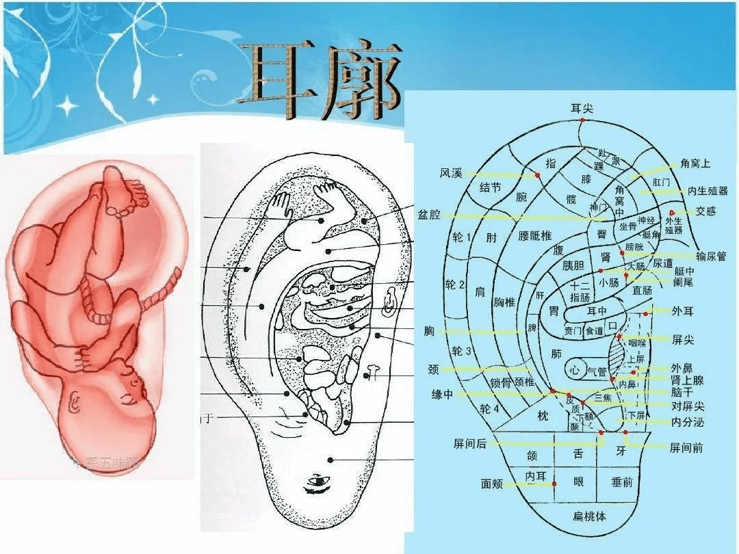 耳朵痛点对应器官图片