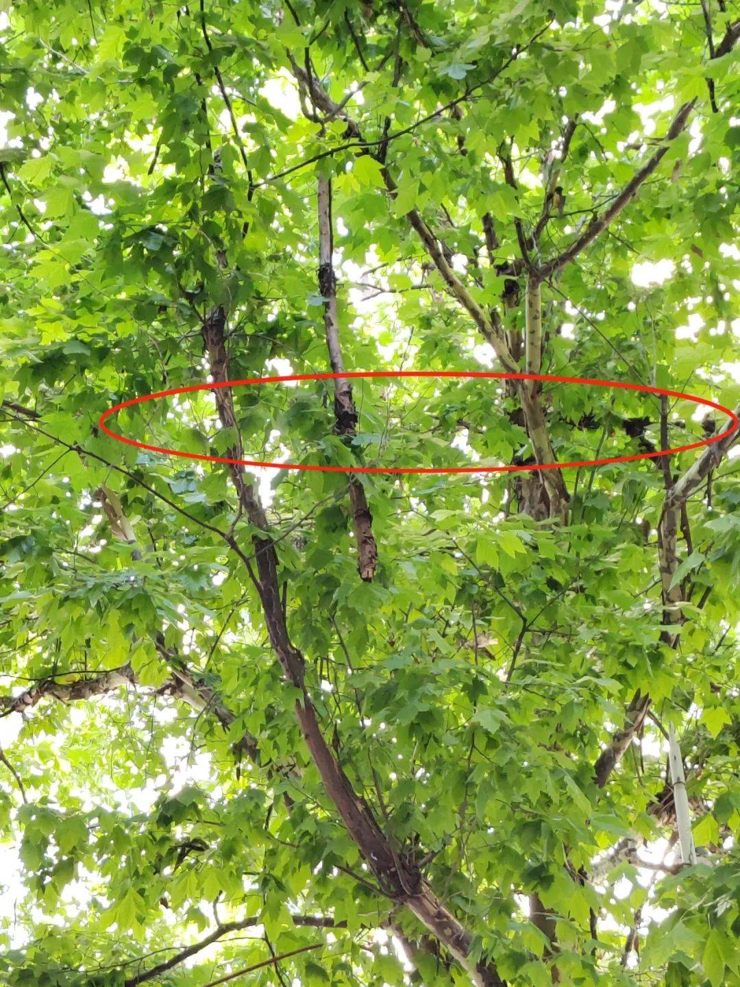 断裂树枝摇摇欲坠！部门督促“剪”去烦恼 | 融媒问政_解放路_市民_督查