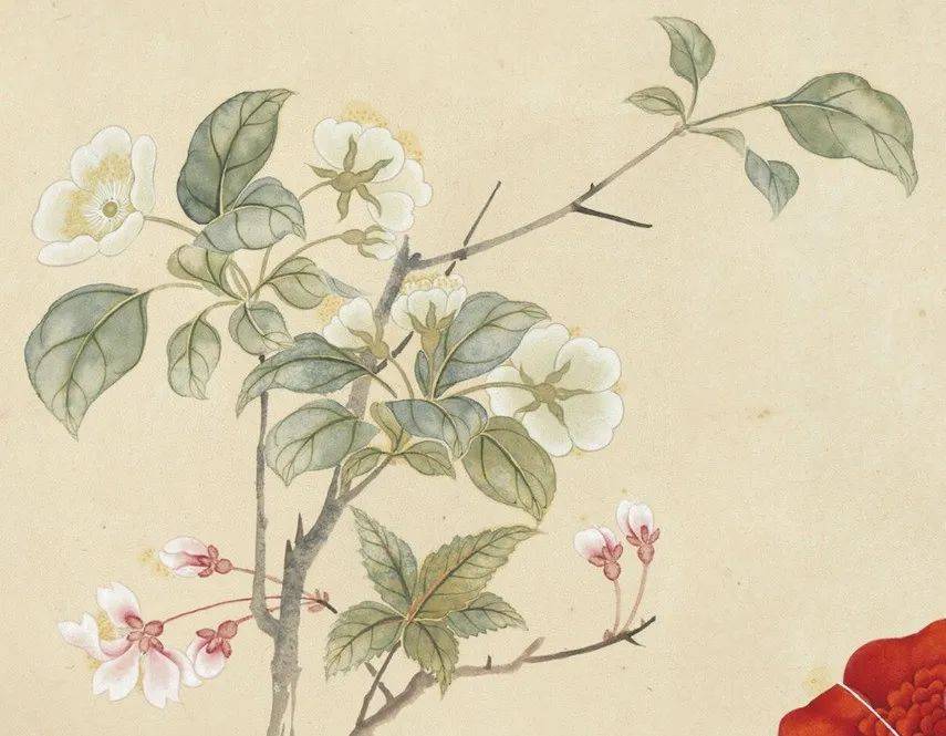 集四时花卉于一卷合绘,包括李花,梅花,水仙,月季,玫瑰,紫藤,绣球,萱花