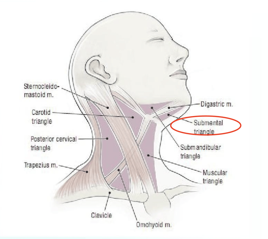 下颌隆突解剖位置图片图片