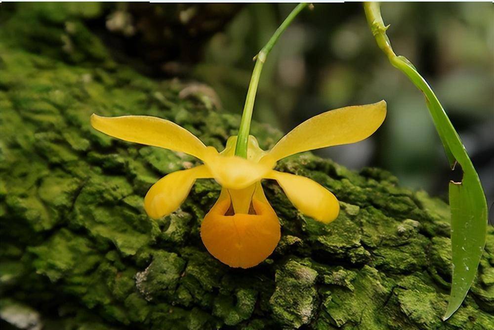 罕见!云南龙陵发现濒危物种杓唇石斛,系濒危野生植物 专家:首次