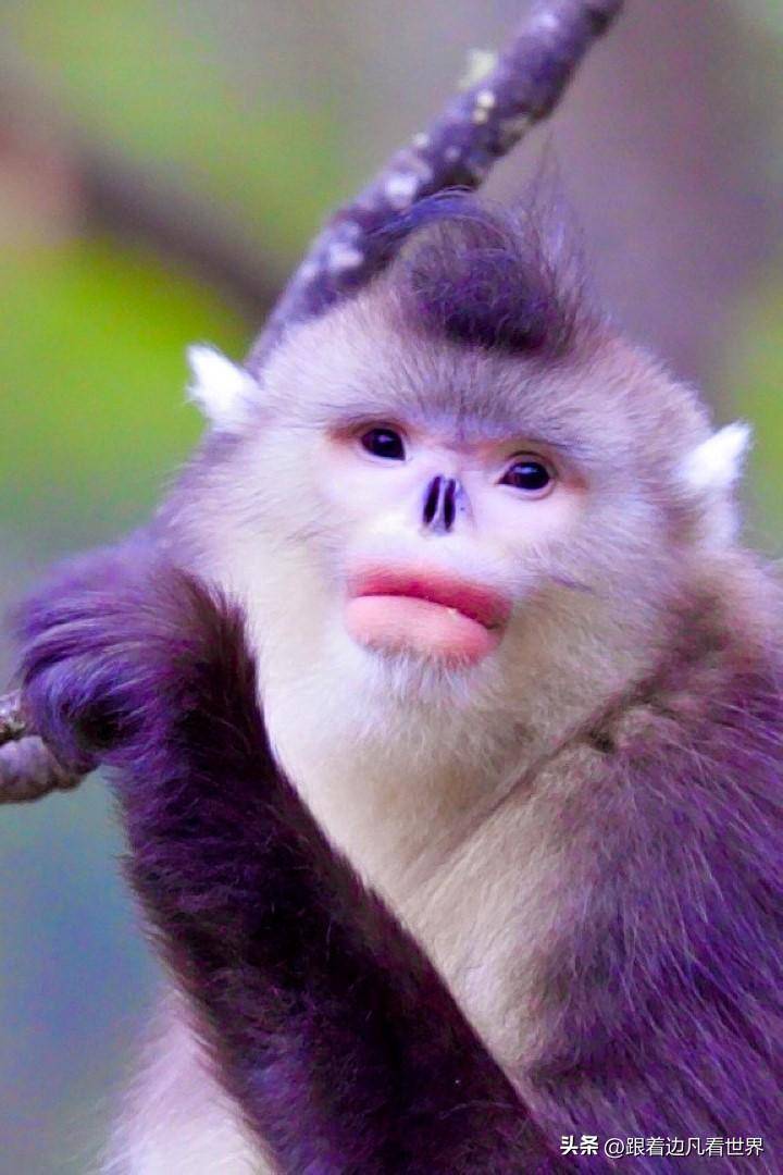 云南维西的精灵:滇金丝猴的天堂之境_生活_自然保护区_动物