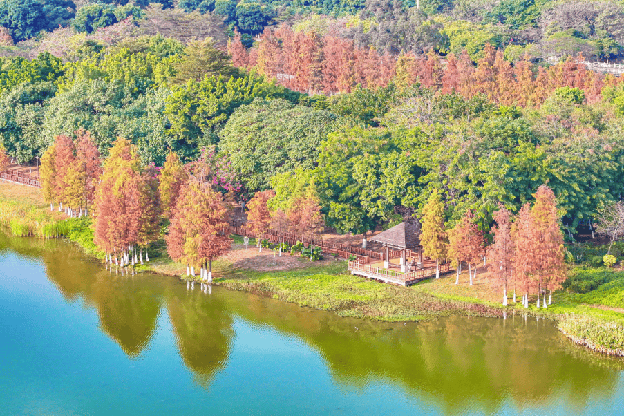 高颜值壁纸来啦 快把松山湖生态园美景装进手机里