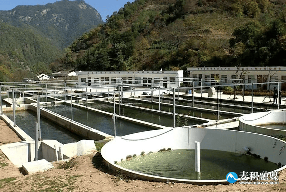 【强信心 促发展】麦积区冷水鱼养殖 绿水青山间的金色产业