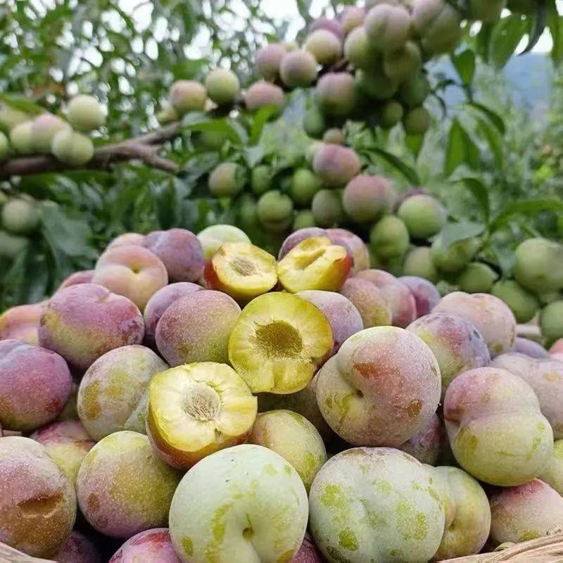 一连吃七八个都停不下来～属于半边红脱骨李子得季节很短,当天采当天