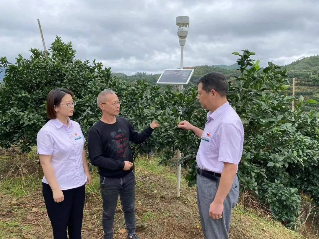 6969与此同时,远在寻乌县的菖蒲乡润丰林生态农业千亩脐橙园里,"