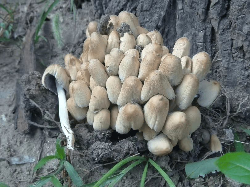 野生蘑菇中毒高发季,健康提示!