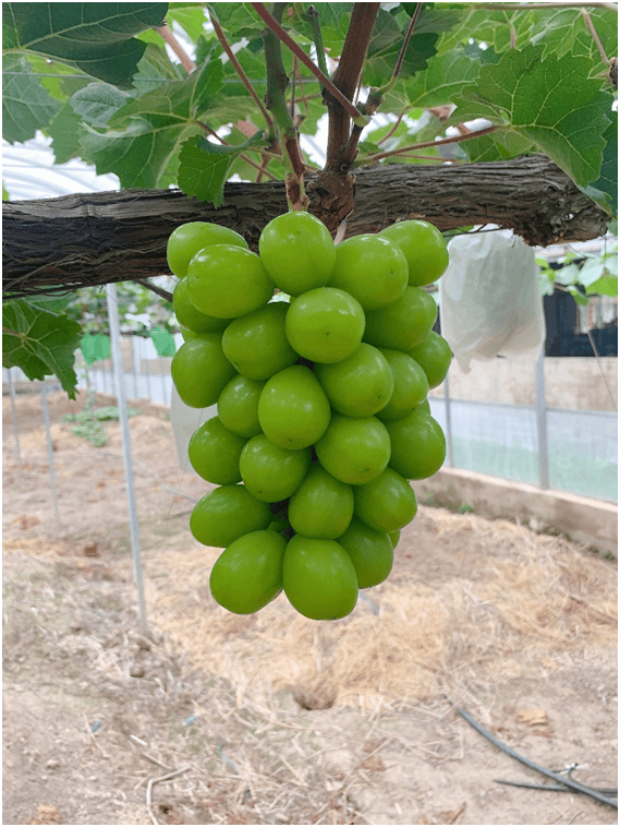 "冰糖壳"配ta,酸酸甜甜,口感升级→_葡萄_含量_品种