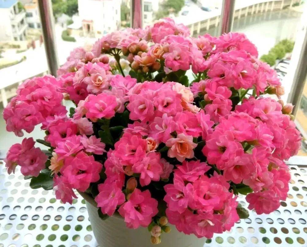 长寿花比较耐旱,不能浇水太多,但是也不能缺少光照,非常好养,冬季放在