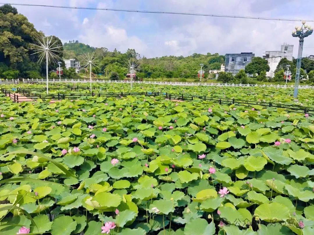 【绿美高州·美丽庭院】高州荷花:"绿美庭院"助推"绿美村庄"建设