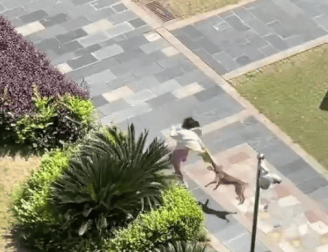 长沙一小区流浪狗狂奔咬伤多人!最新消息:已抓获,或无害化处理