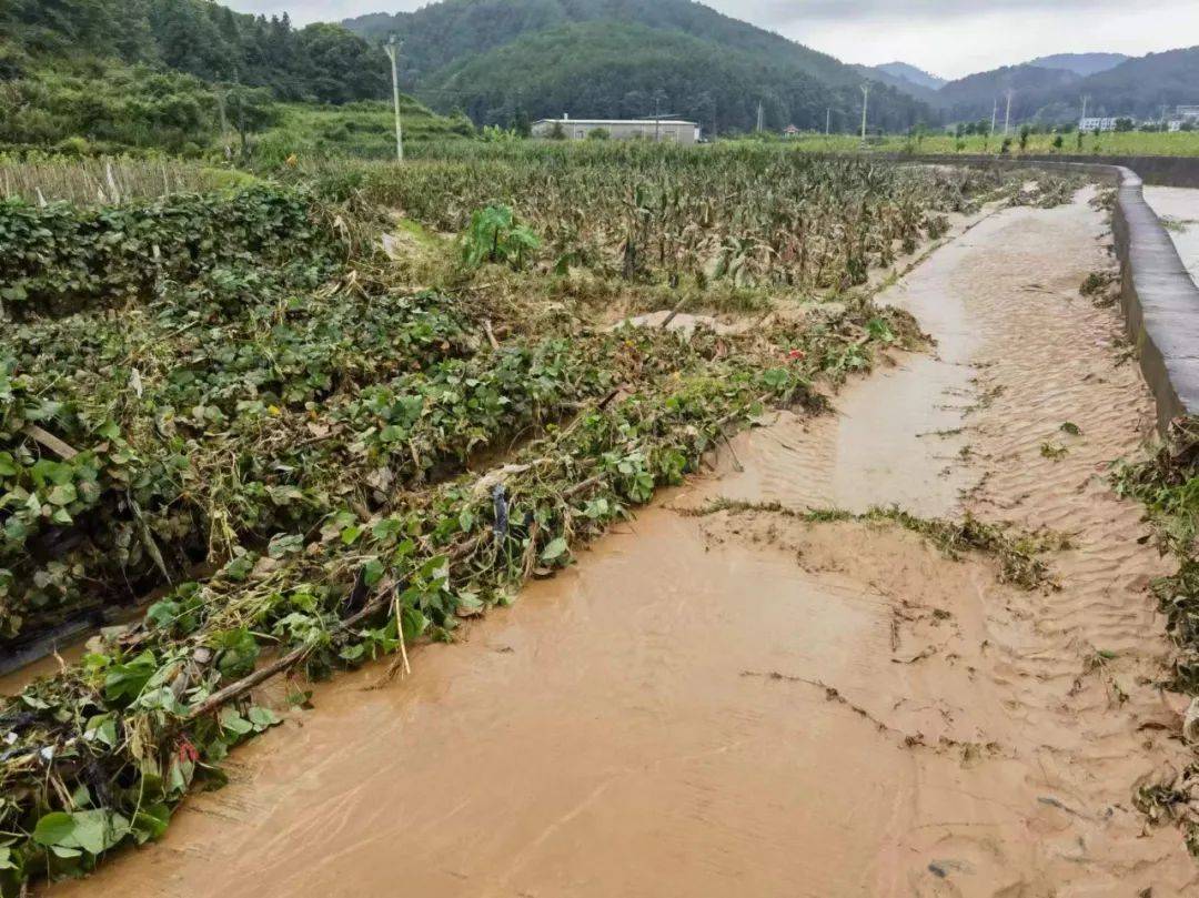 全力以"复",中堡镇农业生产灾后恢复有序进行中