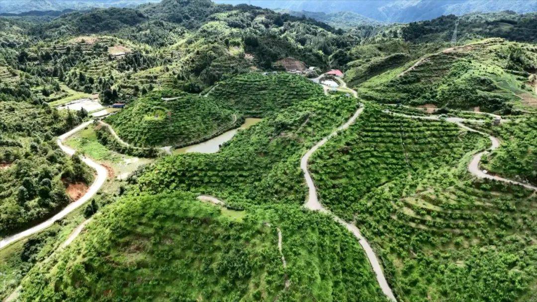 大家好,我现在所在的位置是丰顺县聚丰农业合作有限公司鹰嘴桃种植
