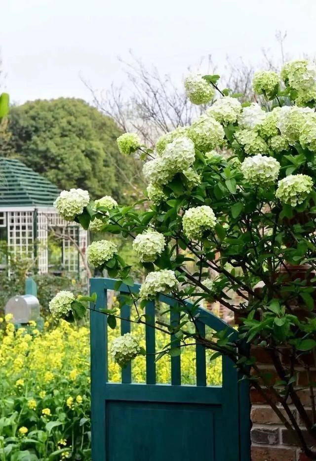 下沉庭院种花潮湿图片