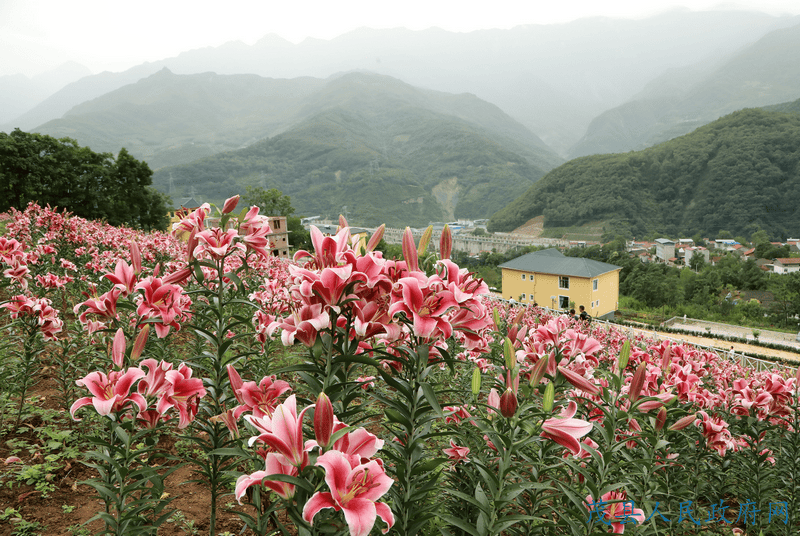 漫山遍野的百合花你可曾见过