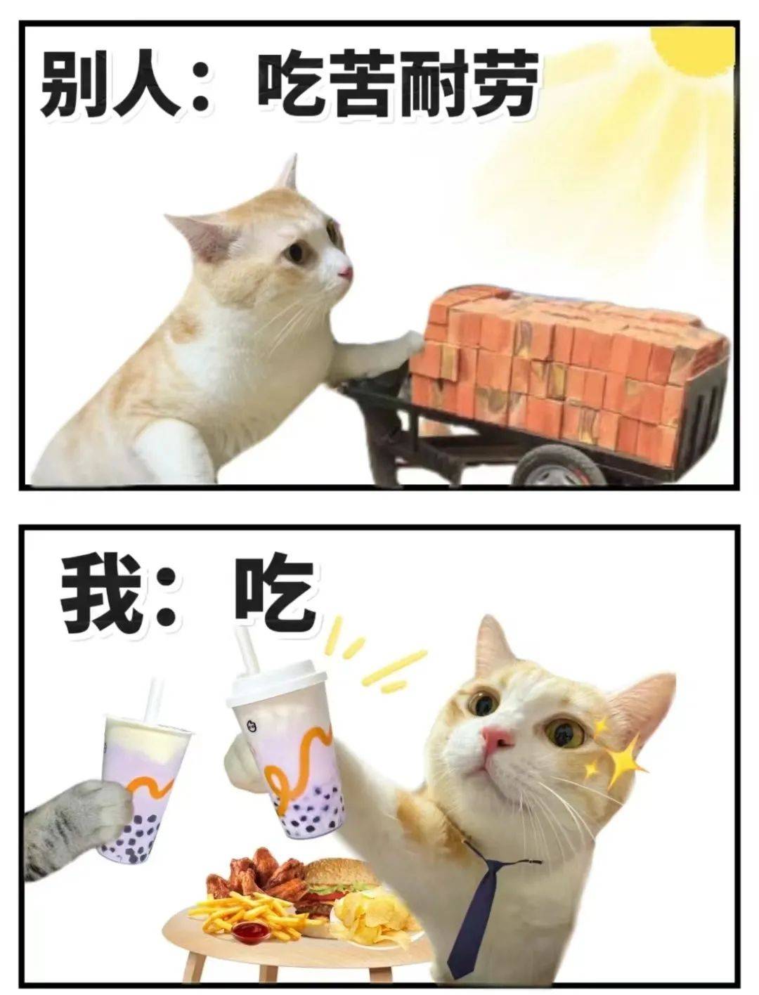 猫咪表情包