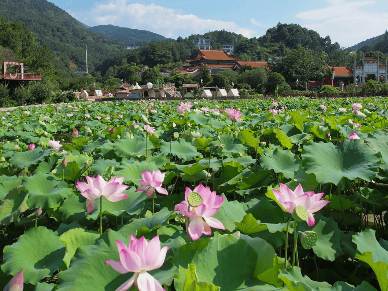 南岳衡山水帘洞景区荷花盛开