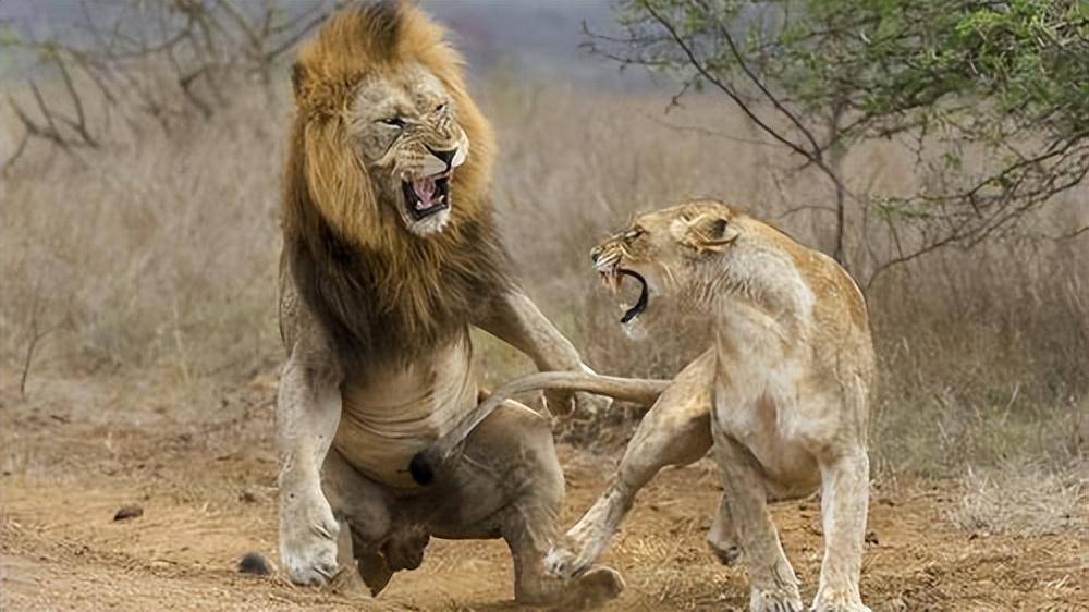 狮子_狮群_生殖器