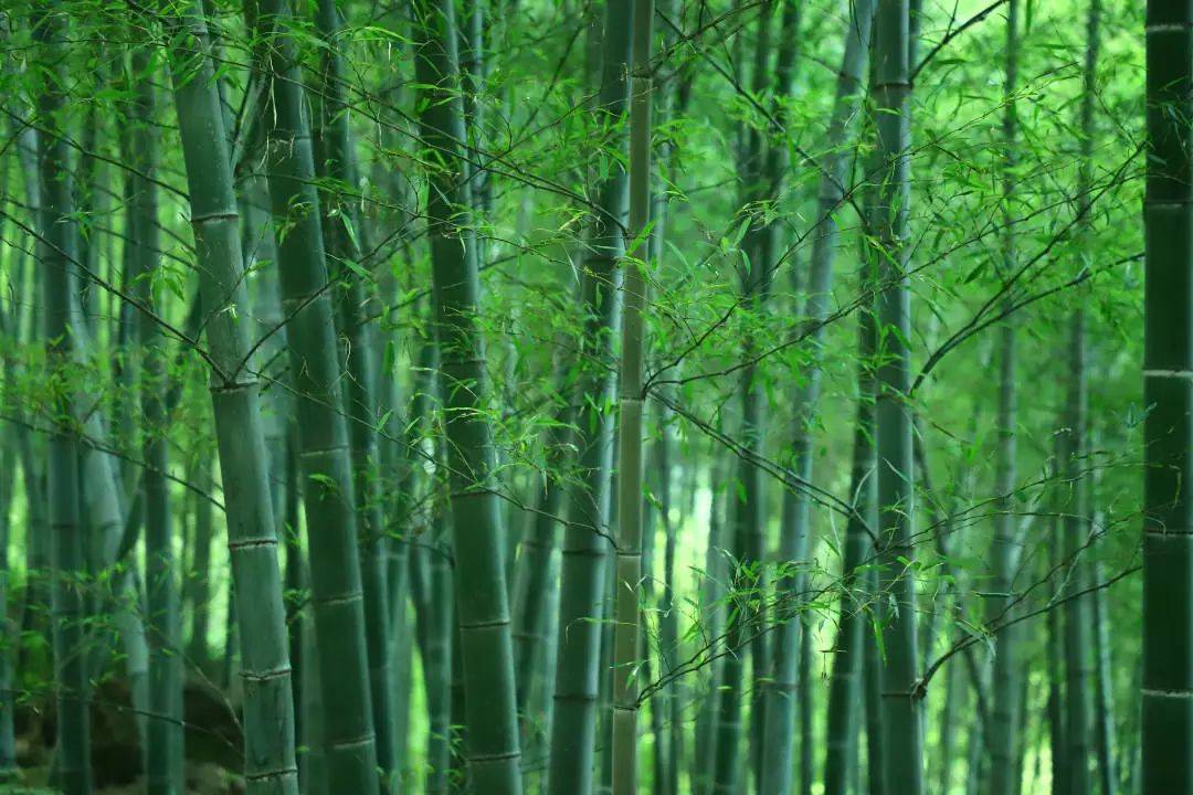 江宁的竹海,真的有点上头!