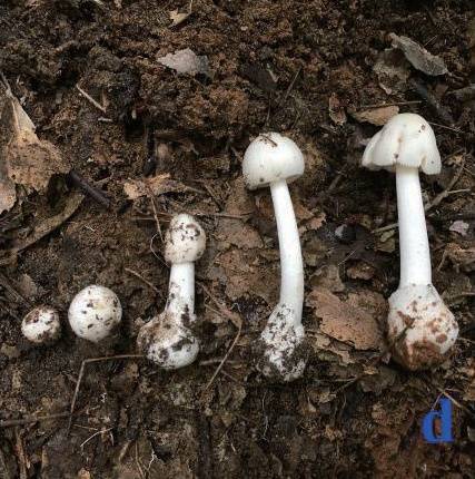 阜阳这里长出野生菌,白杆杆?不要摘!不要吃!