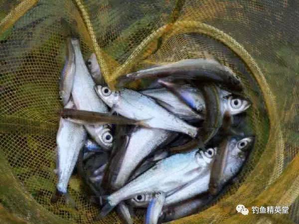 此鱼小小的身体,有一双大眼睛,钓鱼人亲切的叫它"大眼妹"