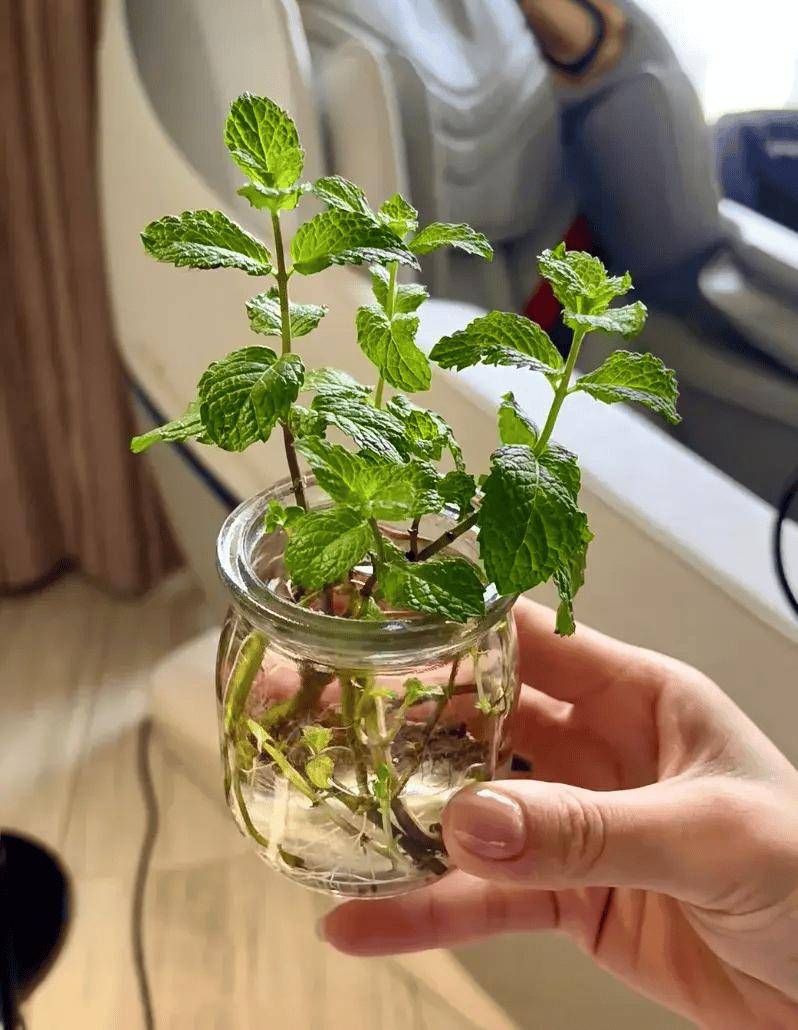 7种"驱蚊草"插水里养,3天就长根,做成驱蚊水,蚊子绕道飞