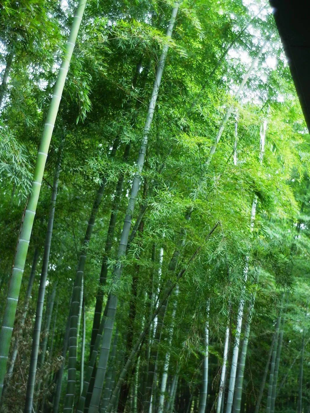 最美的夏天黄龙岘竹林古道夏季的黄龙岘竹林微风过处枝叶随风摇摆像