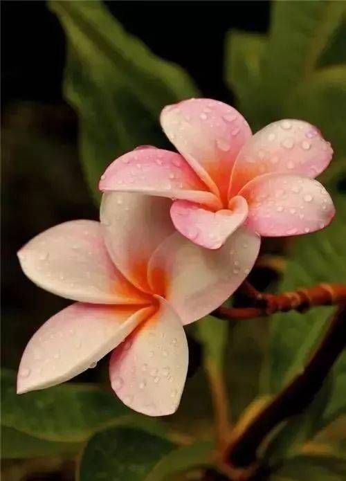 夫妻花,绝美罕见!