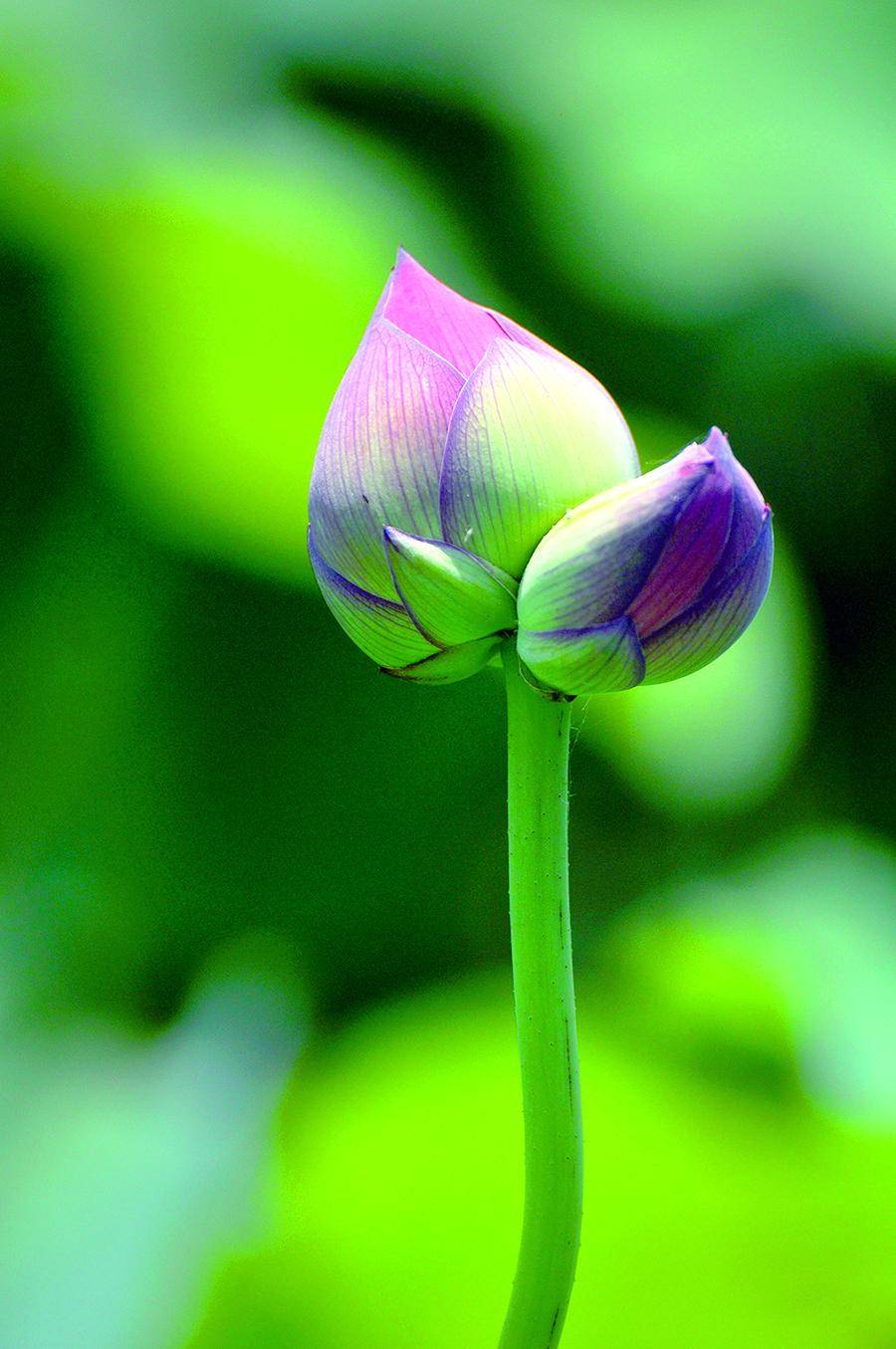 摄影丨荷韵_亢伟芳_荷花_鲍力