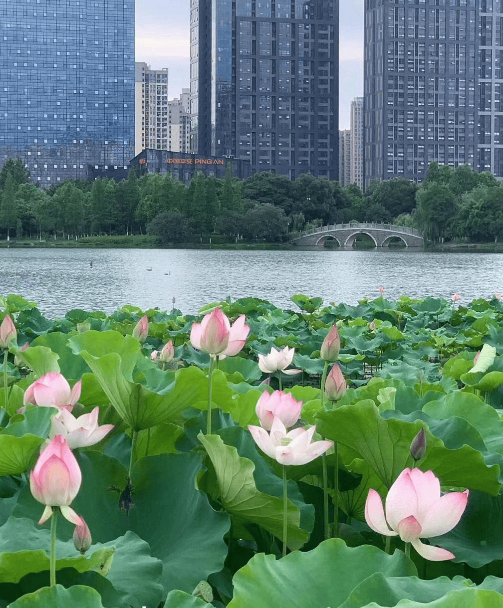 赣州城市中央公园图片图片