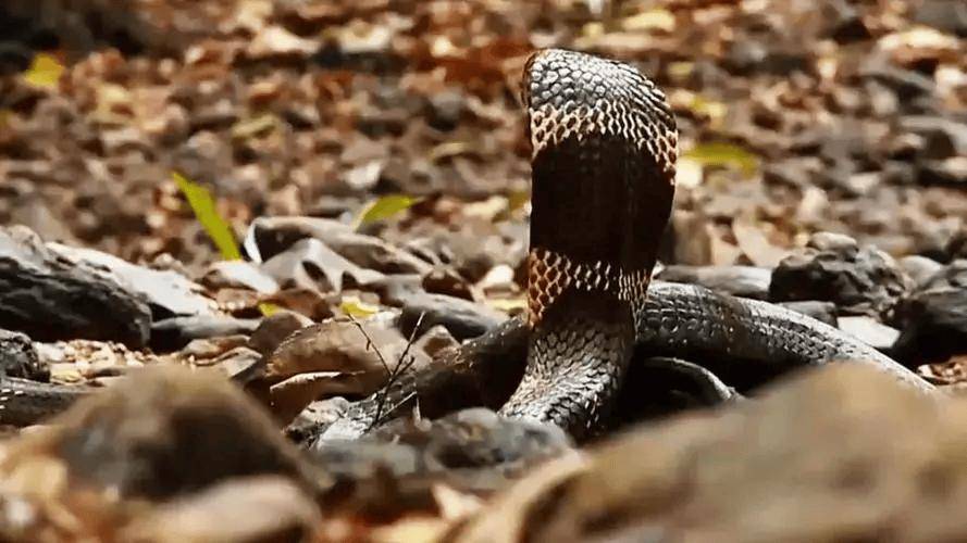 云南眼镜王蛇闯入农户家中,老太用竹竿想降服2.5米毒蛇