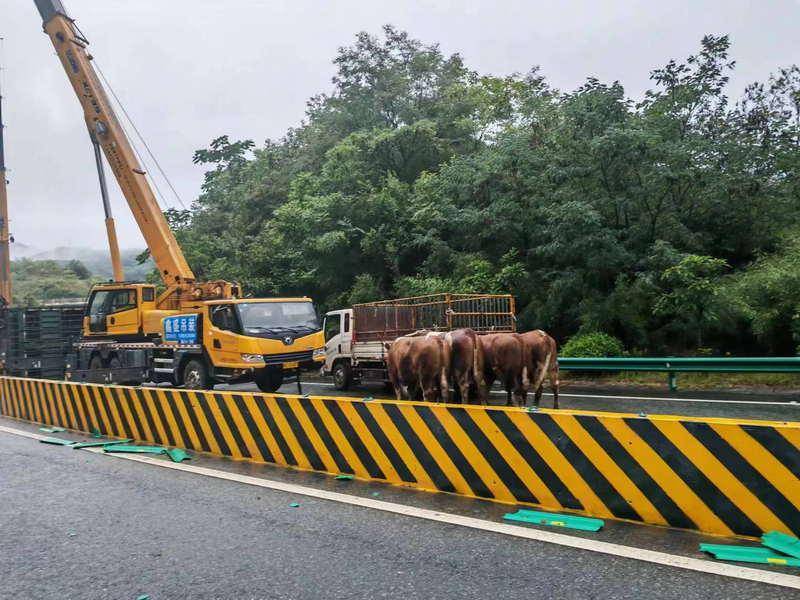 7月12日,记者从安康高交大队了解到,一辆运输40头活牛的车辆发生侧翻