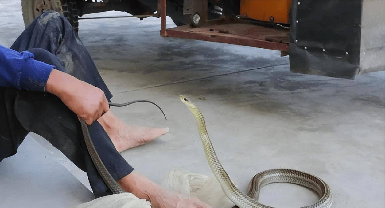 男子用蟒蛇抽路人,人没事蛇死了,蟒蛇为何不反咬?