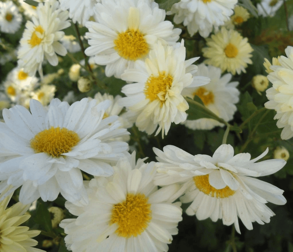 夏菊花语图片