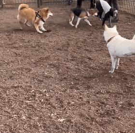 只要一聚会狗子的表情就很尴尬.网友:它看起来偷感好重啊!