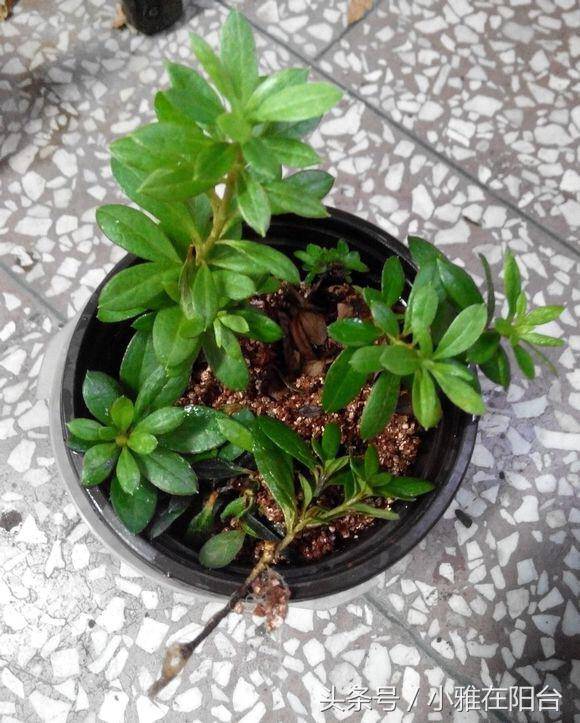 家里扦插杜鹃花,一个小窍门,快速生根发芽,开花又多又美!