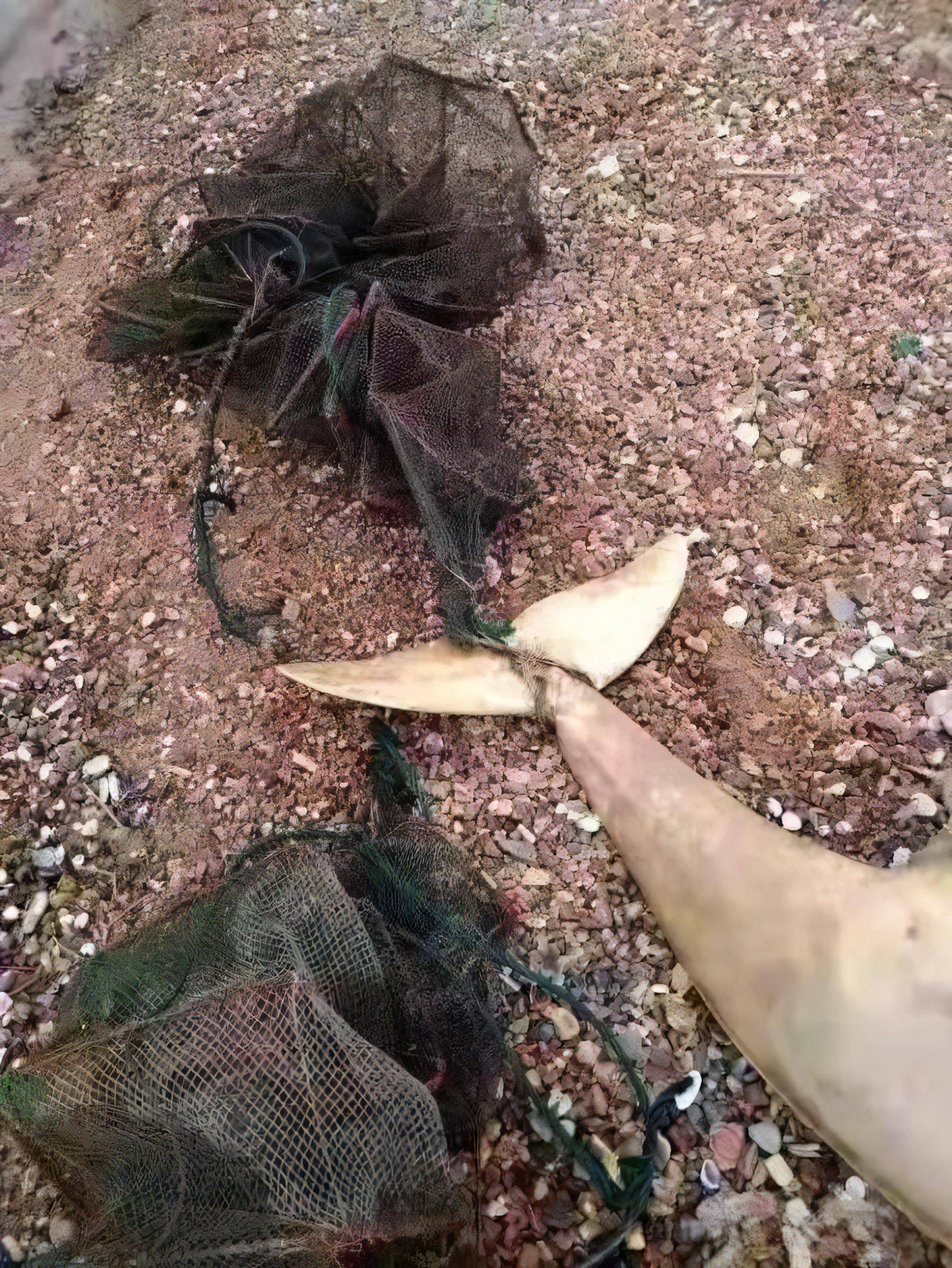 段江豚死亡,嘴上发现多枚鱼钩,钓鱼人称咱可"不背锅"_保护_滚钩_捕捞