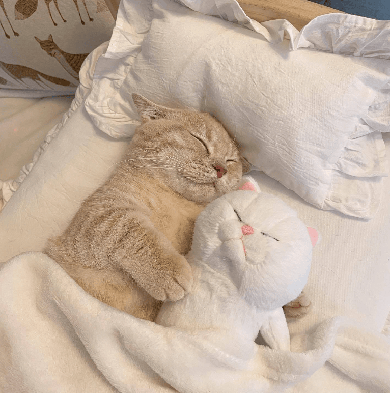 哇,被一只睡觉的小猫咪可爱到了_床上_玩偶_表情