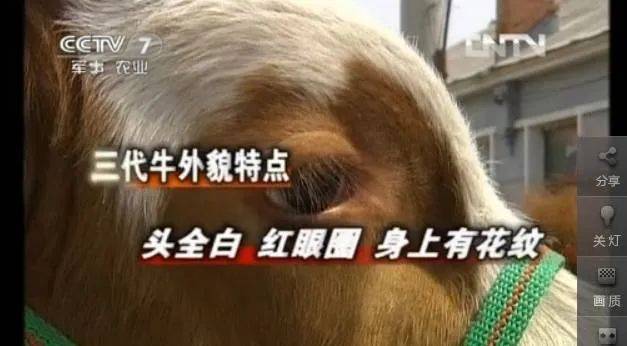 一二三四代西门塔尔牛的区分!