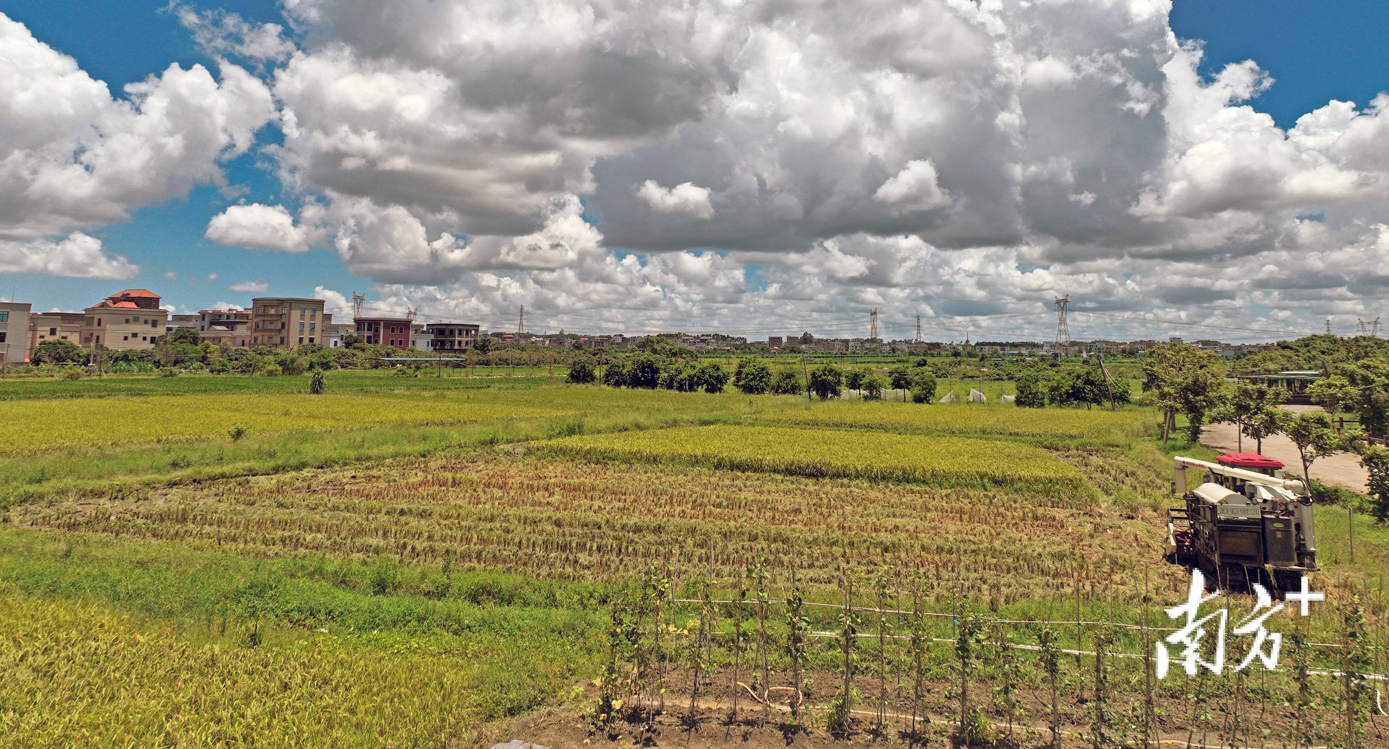 茂名一周|茂名龙眼勇闯上海滩,绝美夏日星空邀您赏