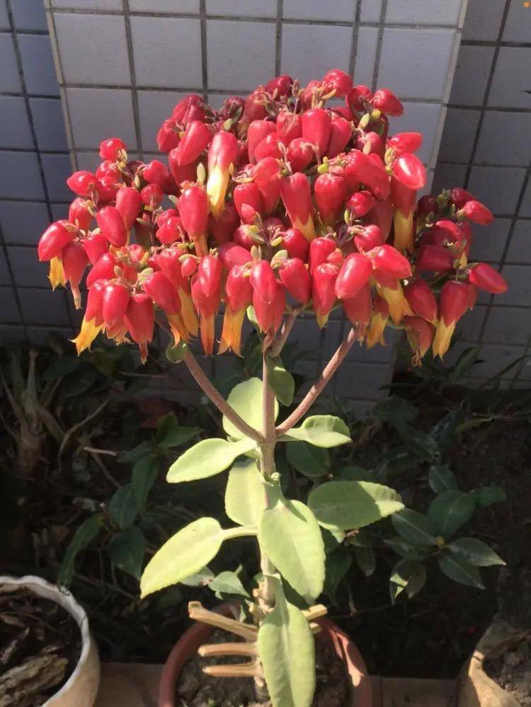 "太容易养活了,有土就行,耐旱皮实,越养越多很长寿_繁殖_仙人球_盆栽