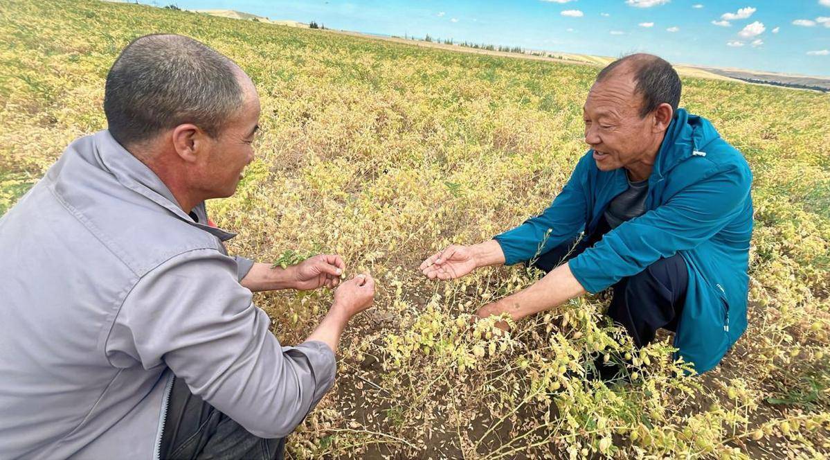 人大代表守望乡土·新疆鹰嘴豆推进农业转型升级_木垒_产业_种植