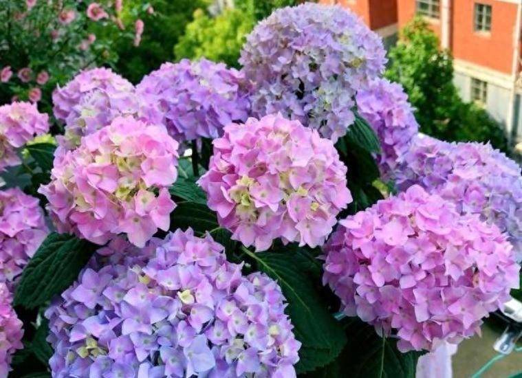 绣球花有4个"养护技巧",开出大花球,数量多颜色美,太好看了