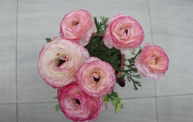 花毛茛怎么养?做好一步,来年又开花,花蕾更多鲜艳亮丽