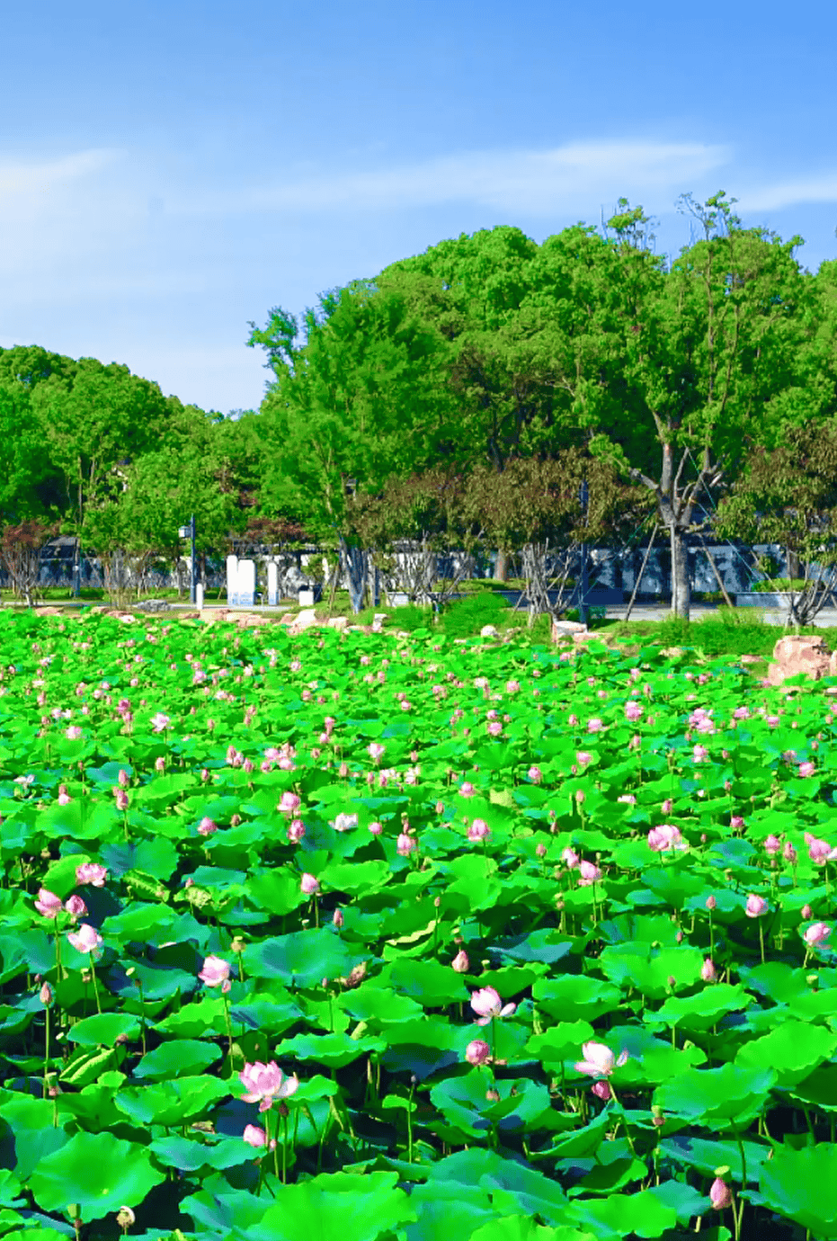 【乐游】赏荷逛园林,带你感受上海夏天的诗情画意_荷花_文化_公园