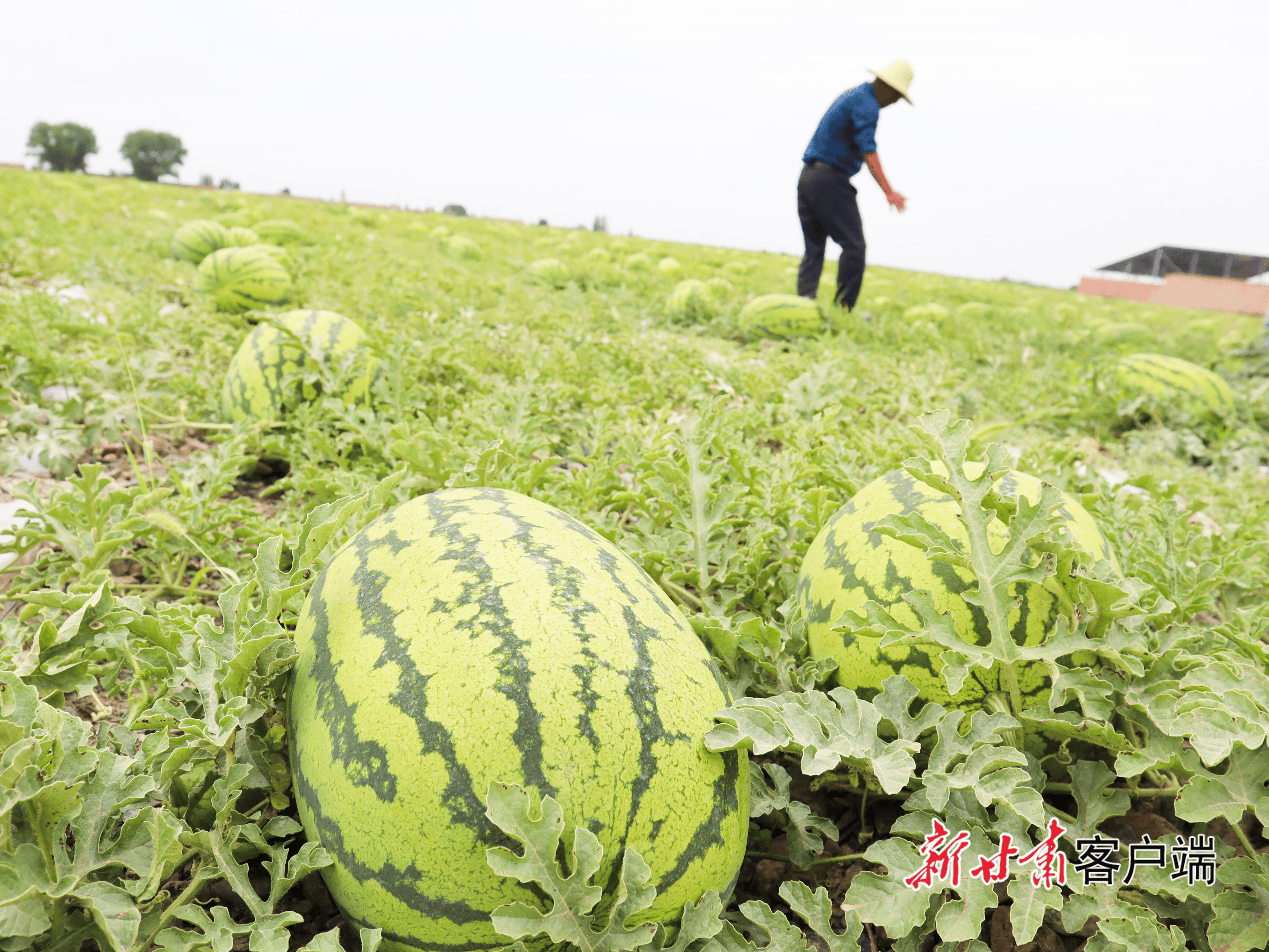 附近西瓜采摘园图片