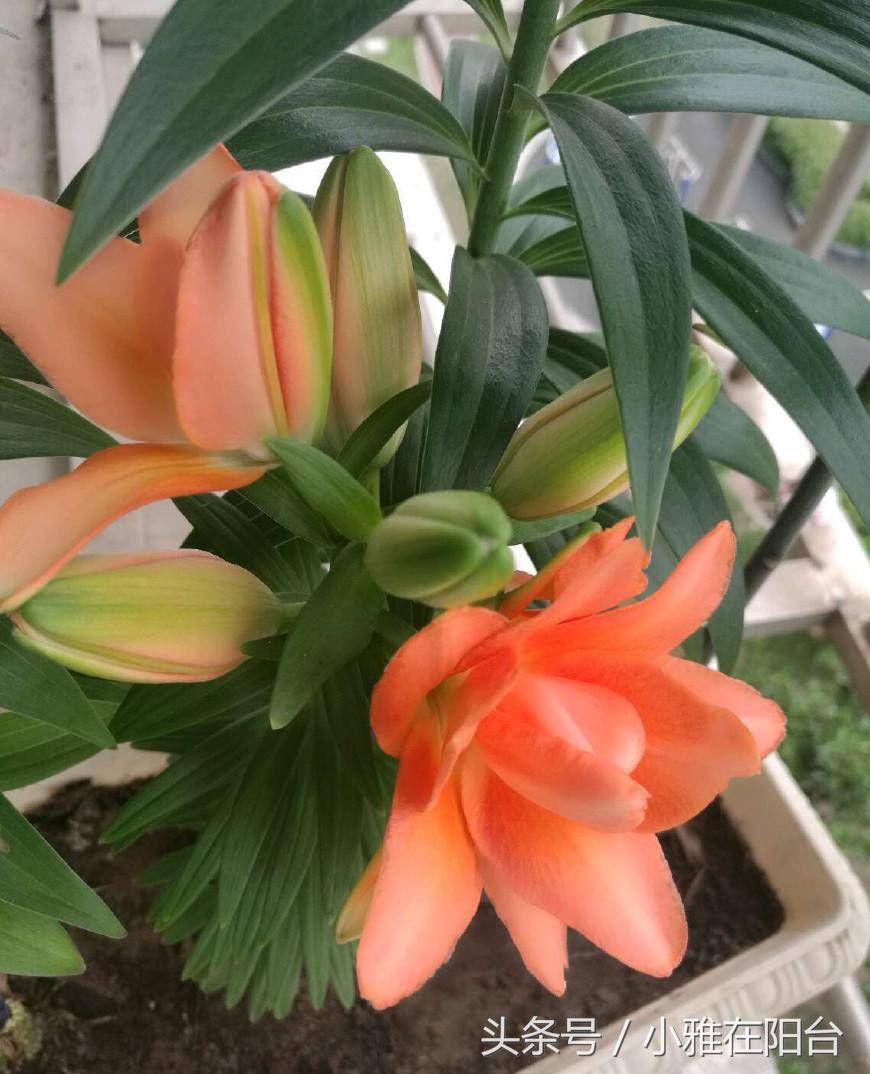 八月就种这9种花,服盆快长势快,好养又漂亮,花儿开满整个阳台