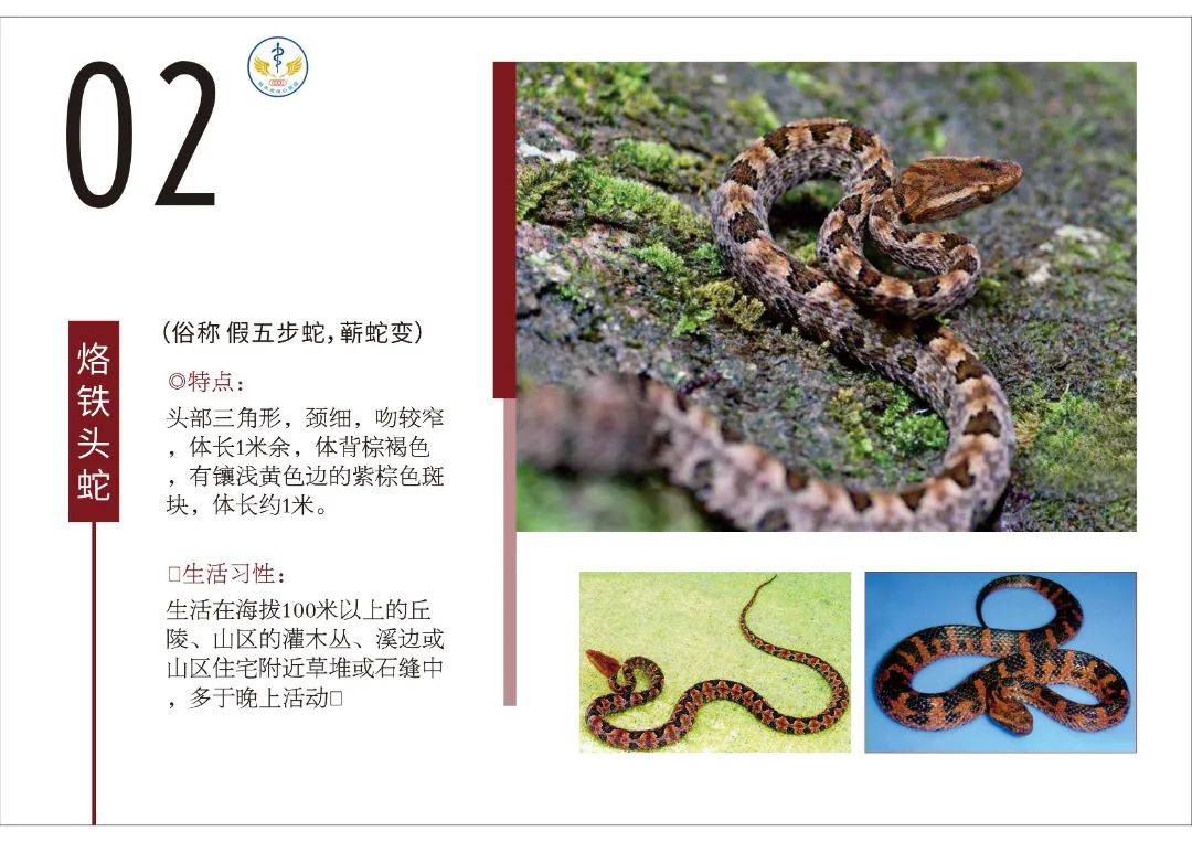 毒蛇种类主要包括五步蛇,腹蛇,竹叶青和眼镜蛇等