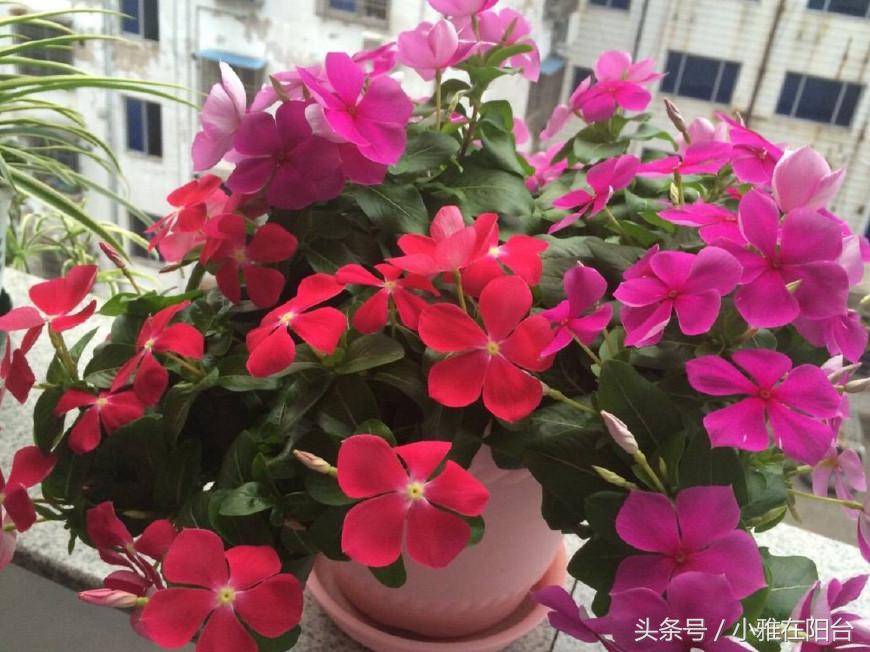 养四季梅这样修剪一下,开花多四倍,枝繁叶茂,一盆种出很多盆